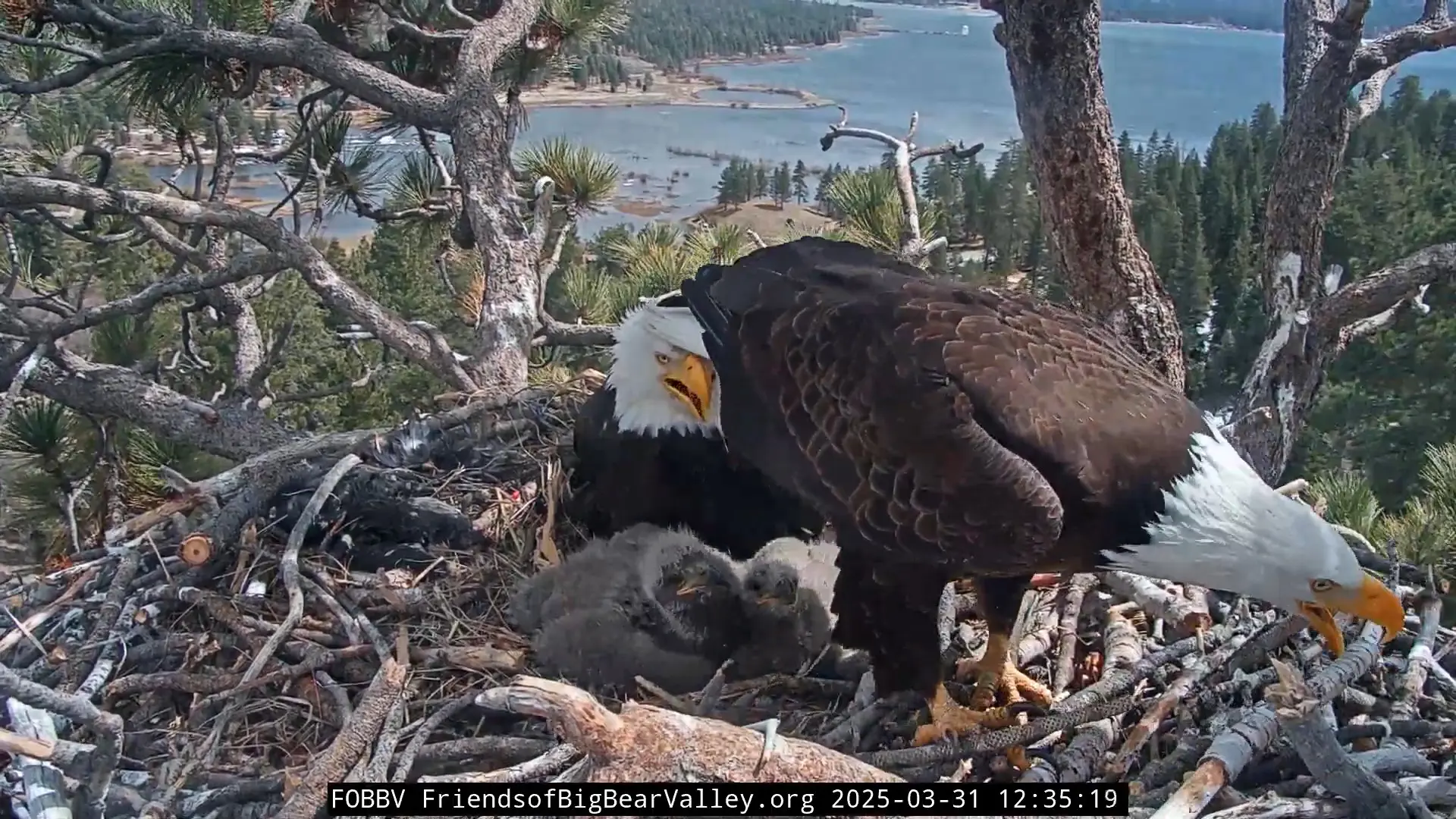 Bald eagle nest cam footage showing one bald eagle about to grab a stick, while the other parent and the eaglets are looking at its butt.