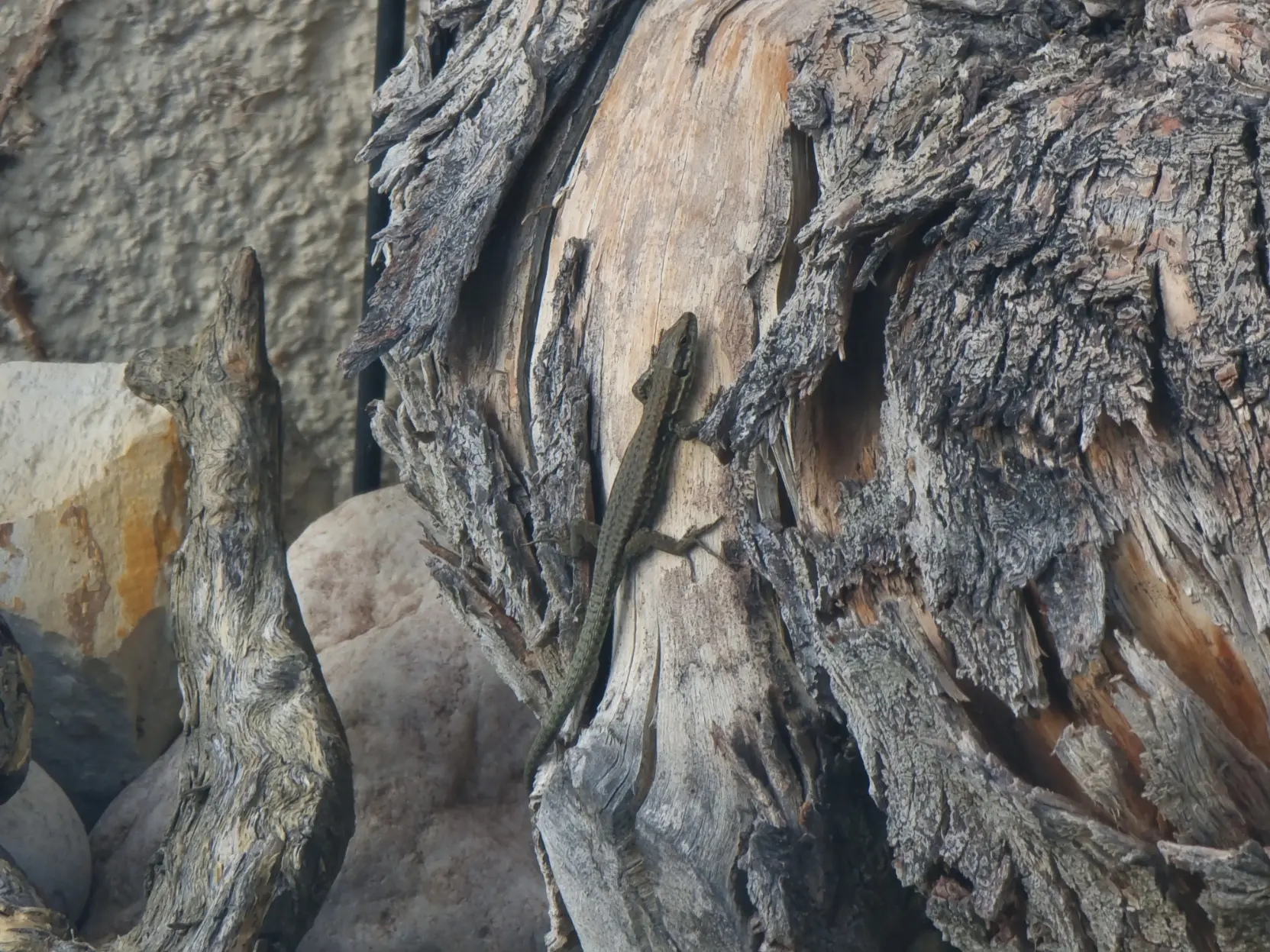 A small lizard climbing a tree trunk.