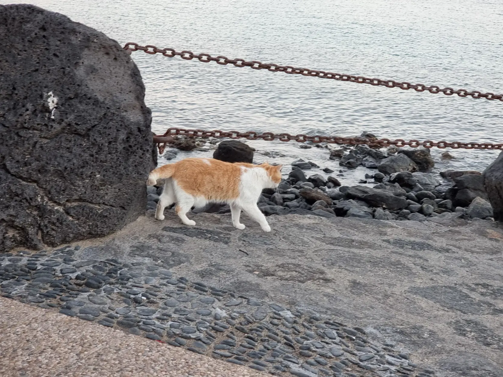 An orange and white cat walking in front of a chained off cliff.