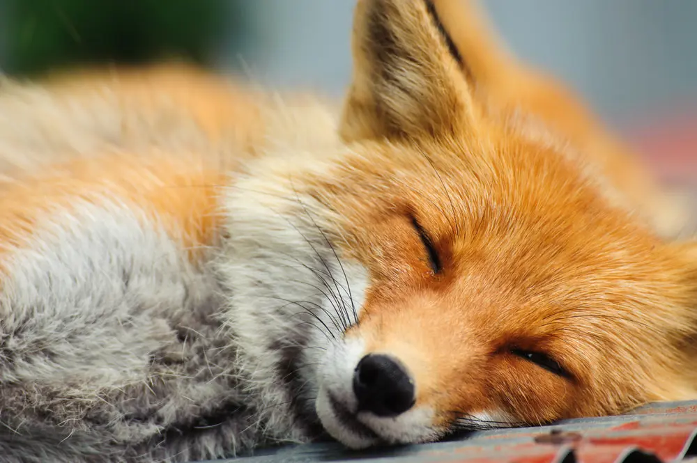 Close-up photo of a red fox snoozing on a tin roof. One eye is a little bit open.