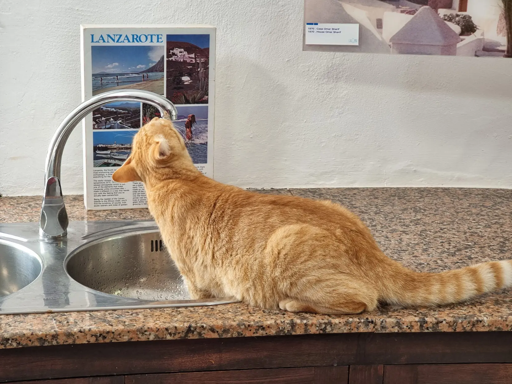 A ginger cat standing half inside a sink, sniffing at the faucet above its head.
