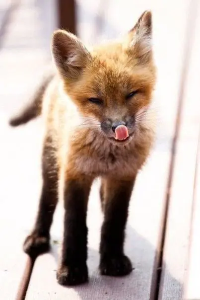 A fox kit licking its nose.