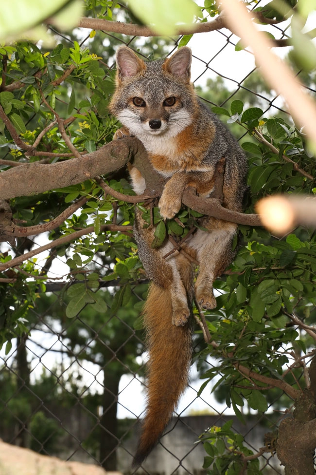 A grey fox chilling on a tree next to a chain link fence.