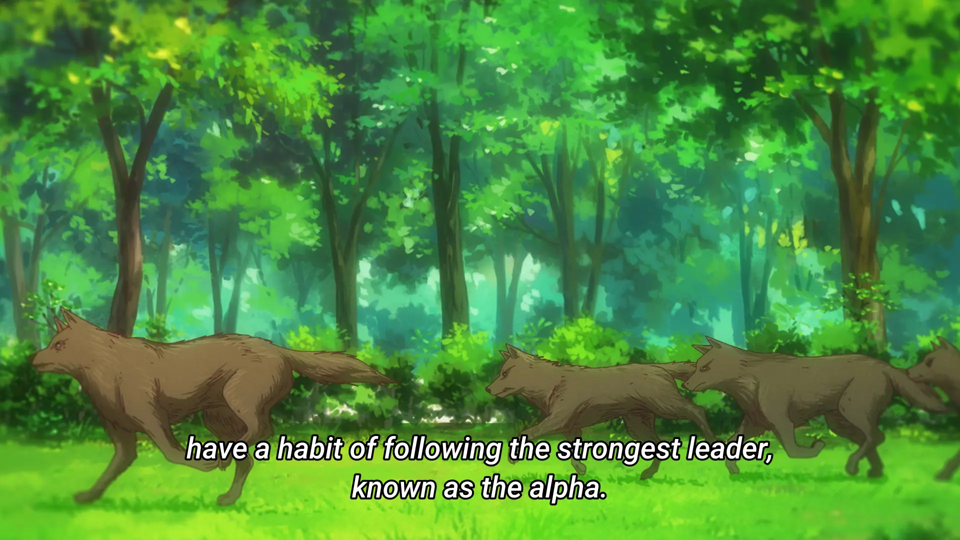 "...have a habit of following the strongest leader, known as the alpha."