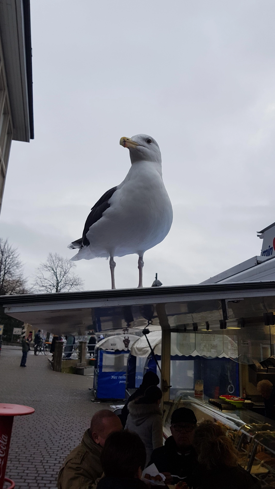 Photo of a seagull standing on a roof, with people below. The perspective makes it look gigantic.