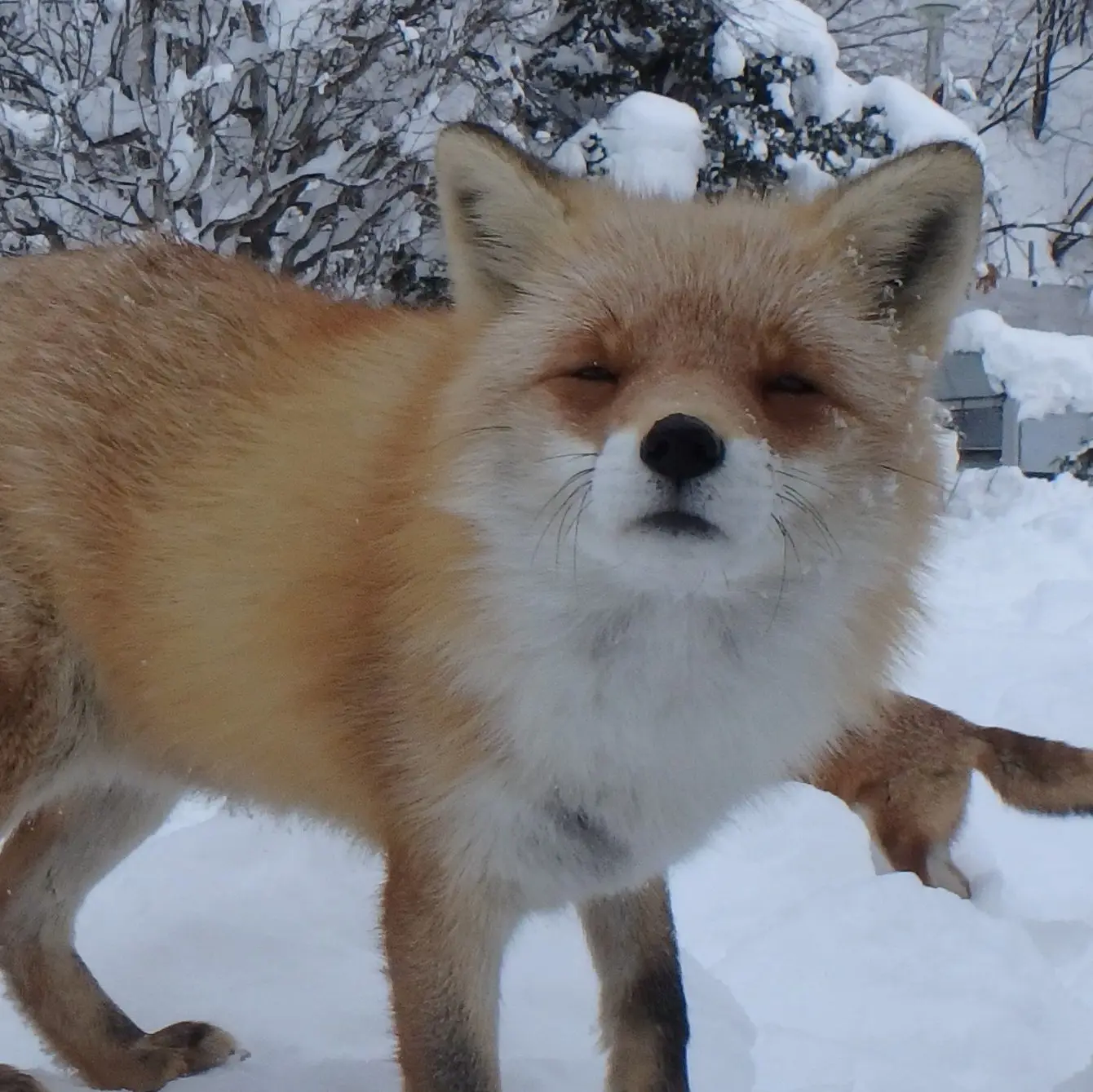 A red fox looking like it's barely able to keep its eyes open, as if it just woke up and doesn't even remember where or who it was.