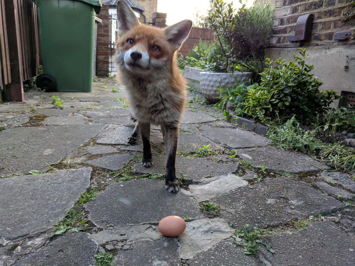 A red fox standing in front of an egg lying on the ground. The fox looks up at the person taking the photo as if to ask if it's fine to take.