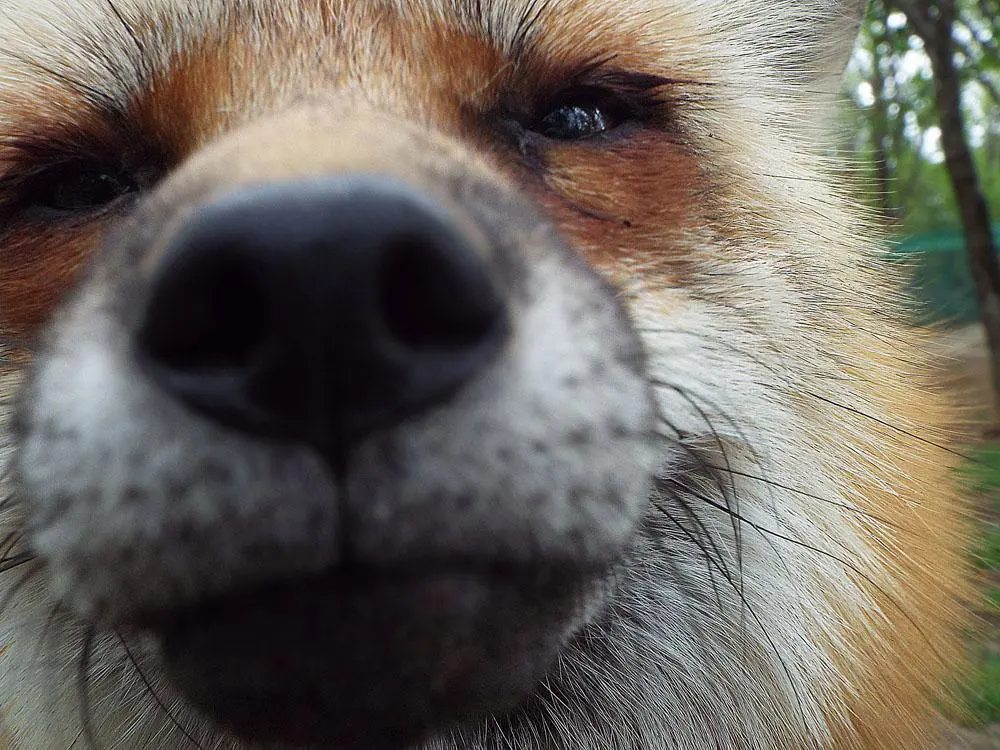A red fox's face very close to the camera. Its blurry nose and snout cover about half of the image, and the rest around it shows the fox's head.