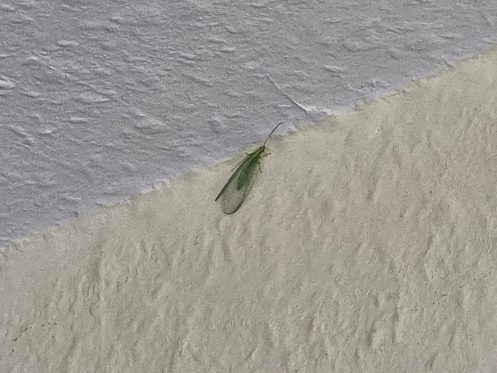 A green insect chilling in the edge between wall and ceiling.