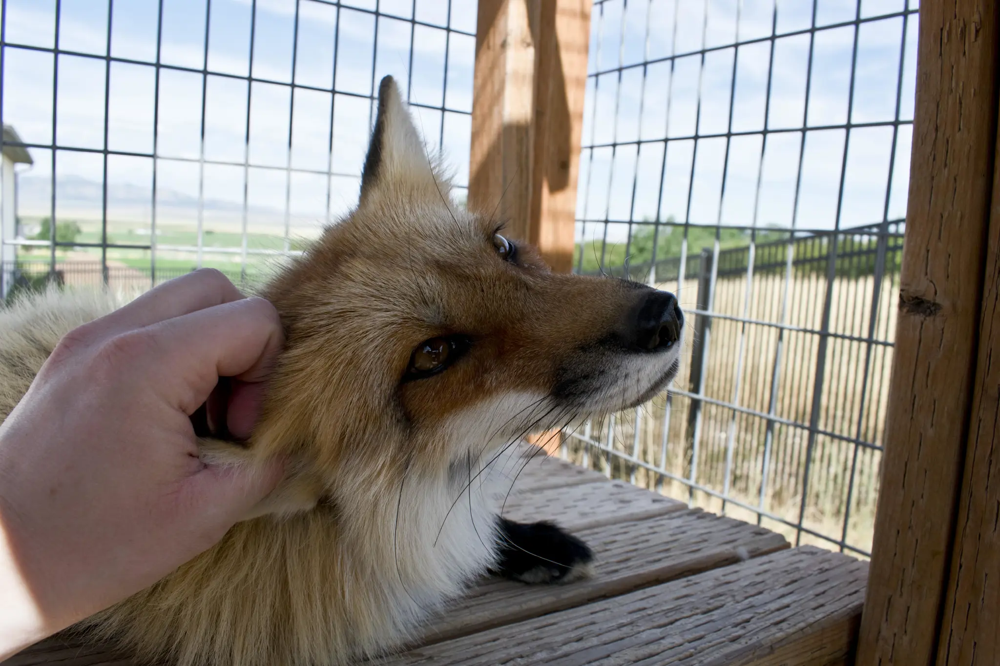 A red fox getting ear scritches.
