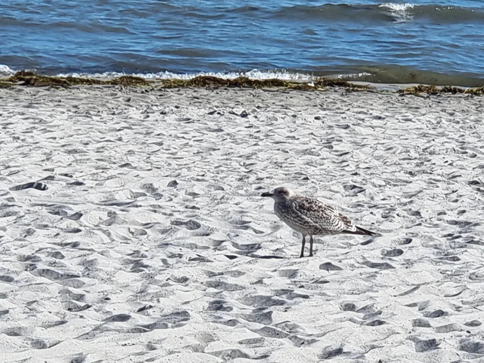 A young seagull standing on a beach. You can see the sea in the background.