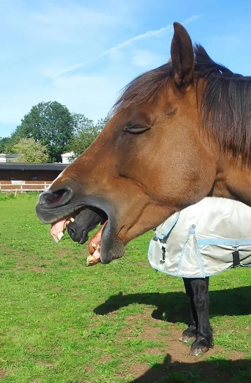 Photo of a horse opening its mouth. Another horse stands further behind it, its muzzle lined up perfectly to look like it emerges from the first horse's mouth.