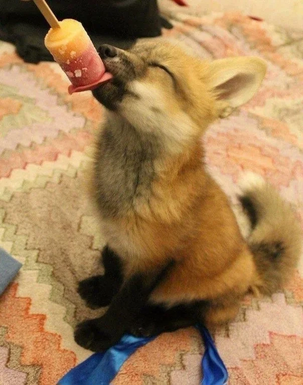 A young red fox licking a Popsicle.