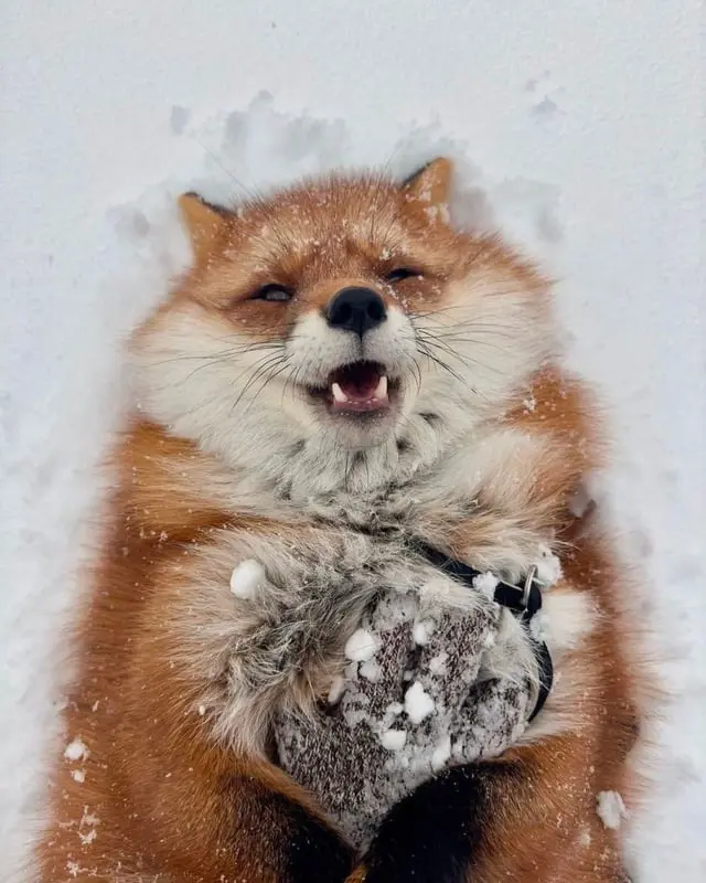 A red fox lying upside down in the snow with a slightly open mouth and half-open eyes. Its fur is extremely fluffy.
