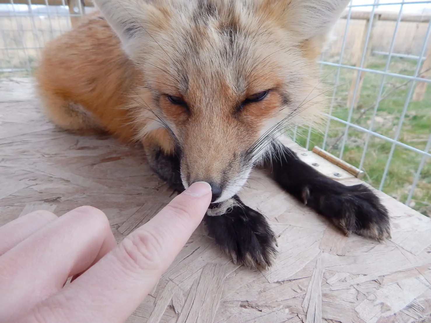 Photo of a human booping a fox's nose.