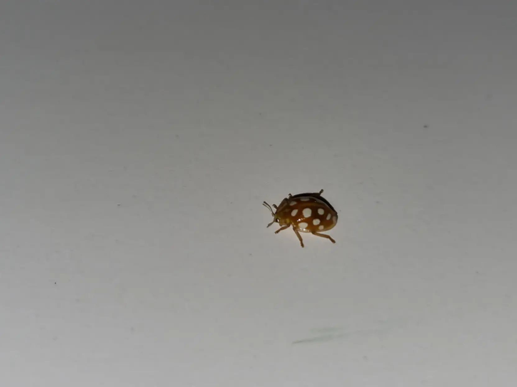 A photograph of a beetle that looks a bit like a ladybug, but it has white spots and other minor differences.