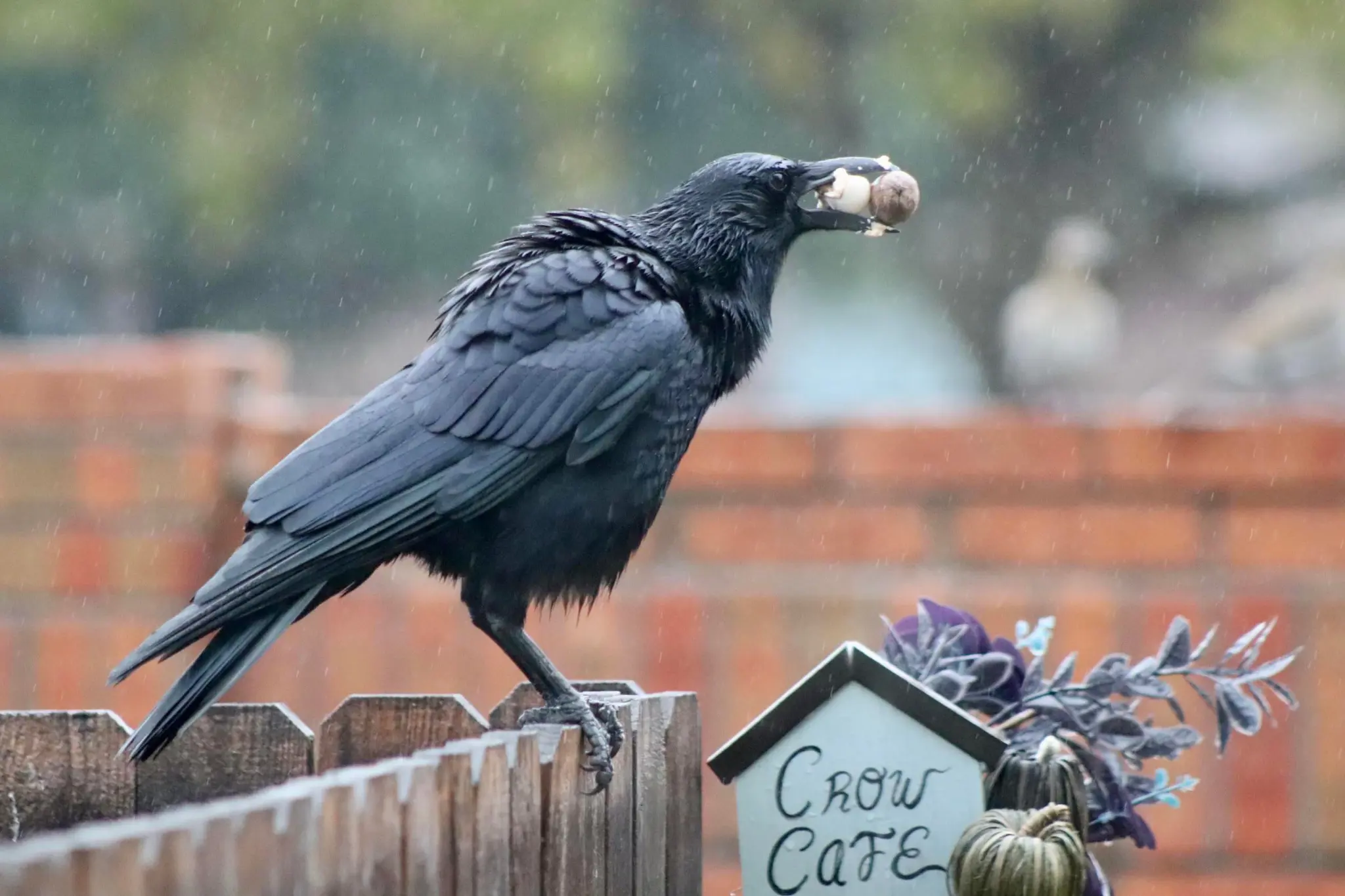 A crow standing on a wooden fence while holding two large nuts in its beak. There's a tiny house next to the fence with a text: Crow Cafe. The weather is rainy.