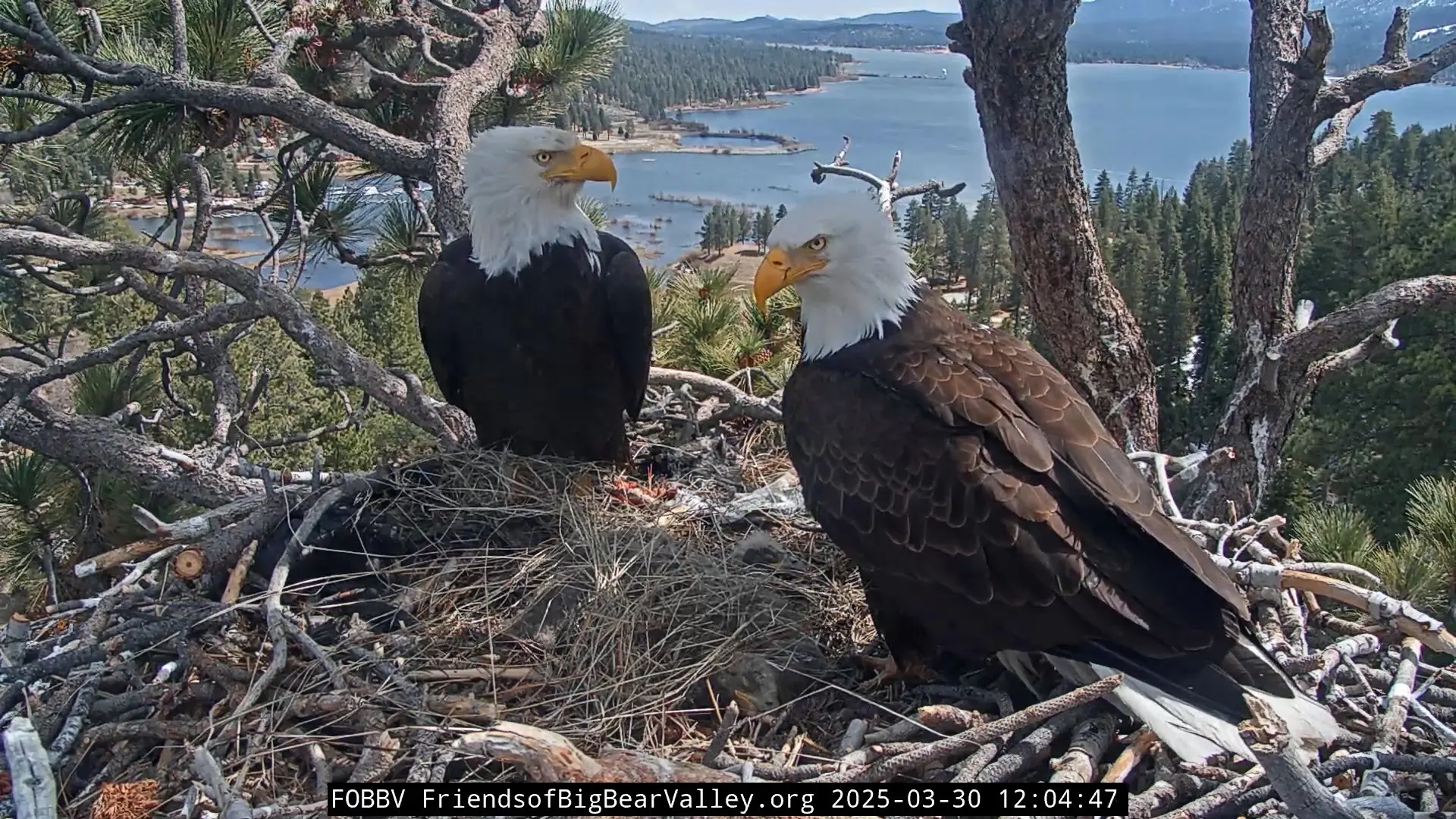 Screenshots from an eagle nest webcam showing two adult eagles and a pile of hay with their two eaglets underneath.