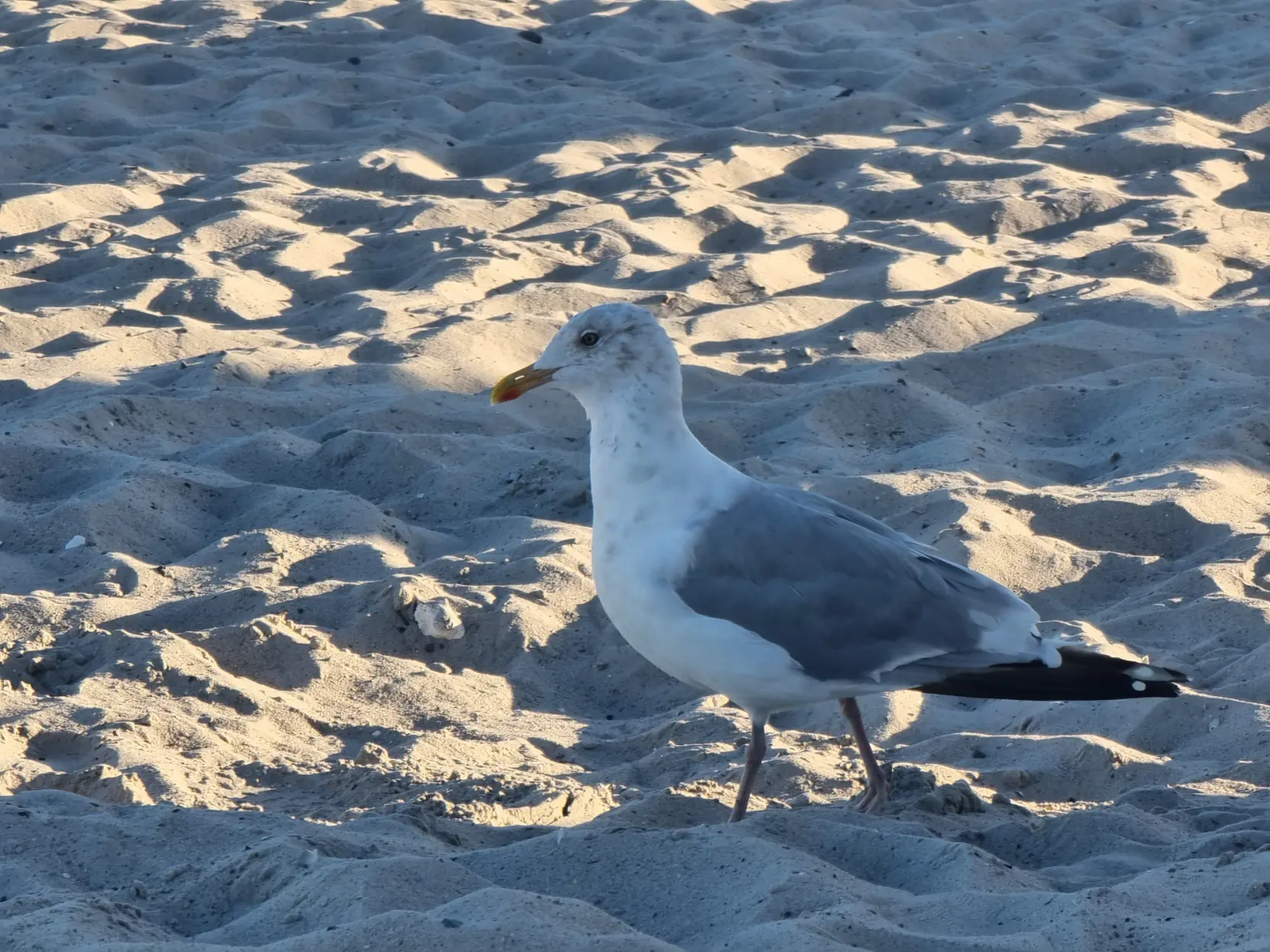 A seagull walking on a beach during sunset.