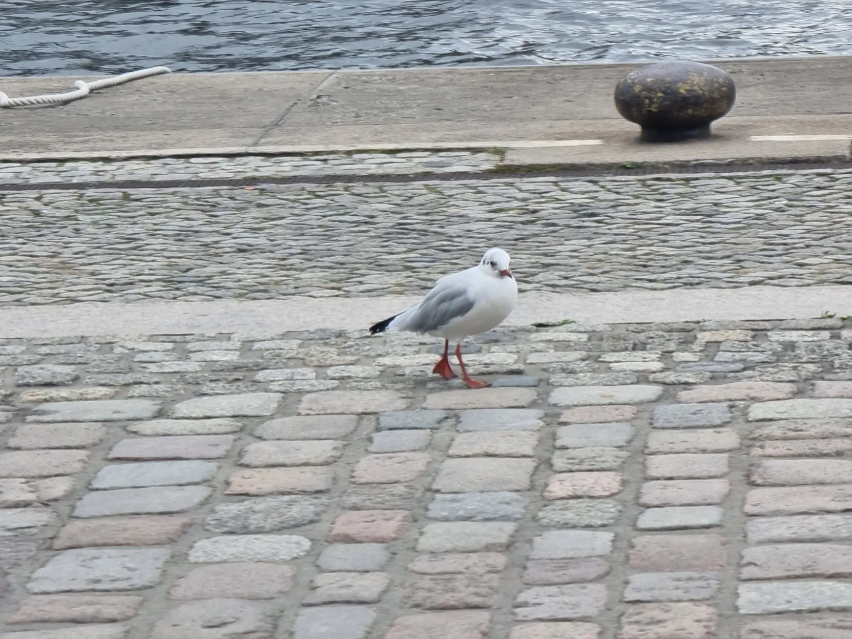 A seagull walking on a harbor's paved ground.