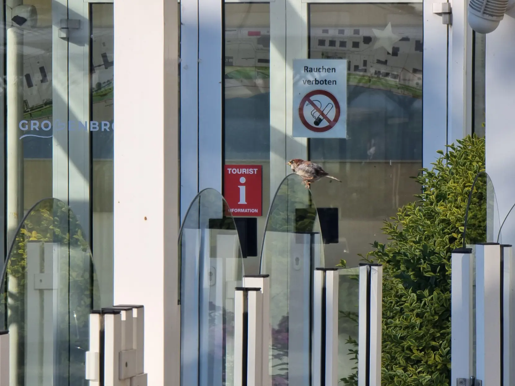 A sparrow standing on a glass wall. There's a tourist information building in the background.