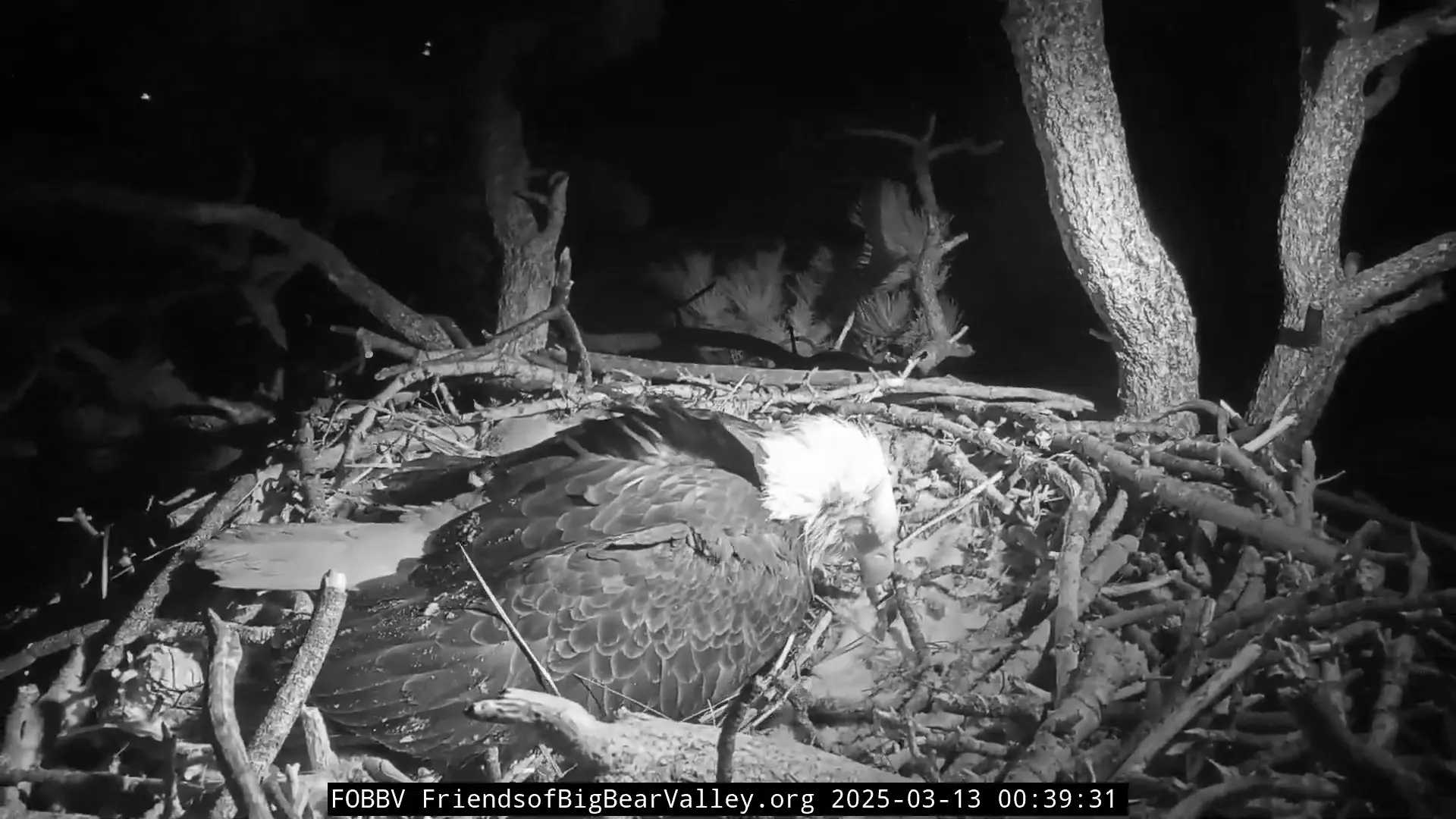 A bald eagle trying to sleep in its nest. Its feathers are sticking out due to very strong winds which are also shaking the nest.