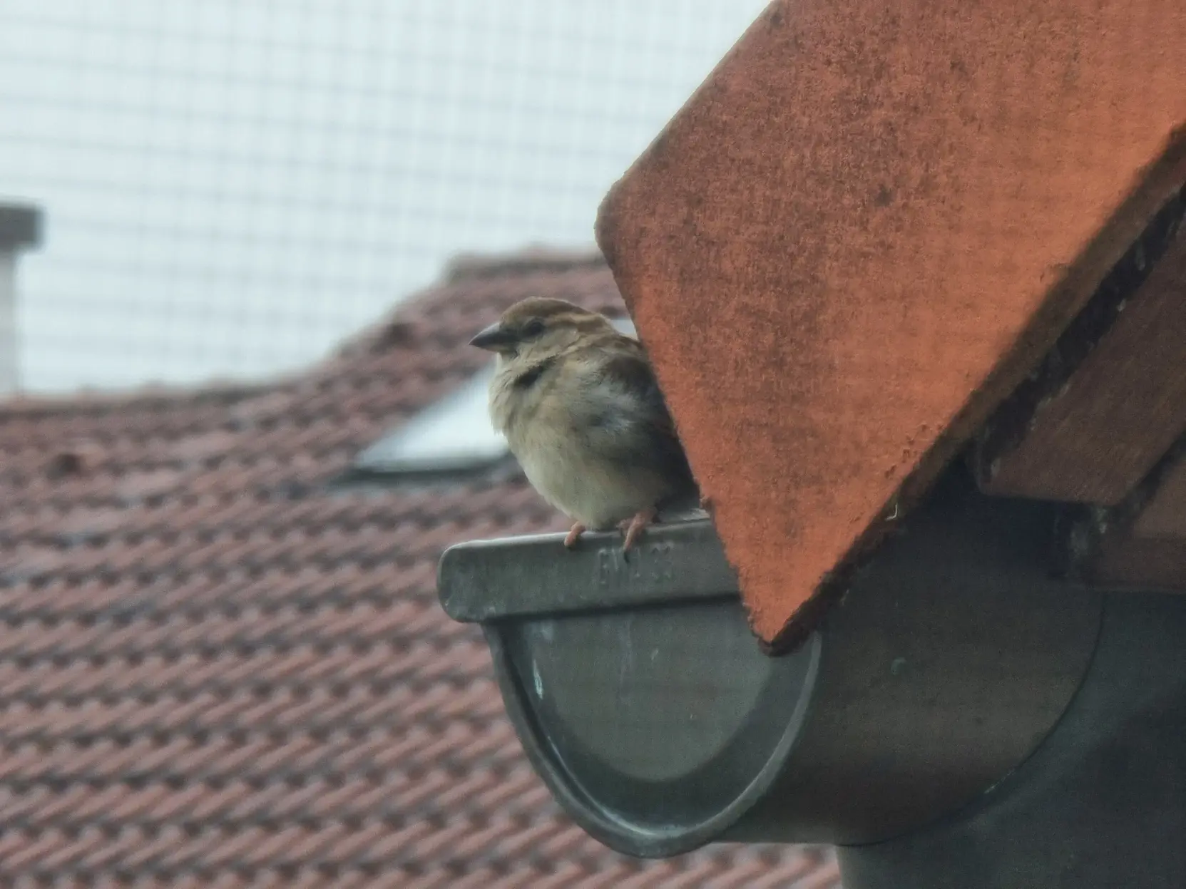 Photo of a sparrow sitting on the edge of a rain gutter.