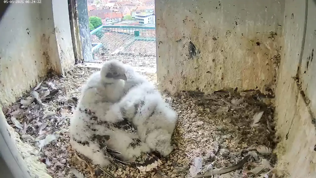 Webcam screenshot showing four peregrine falcon chicks huddled together.