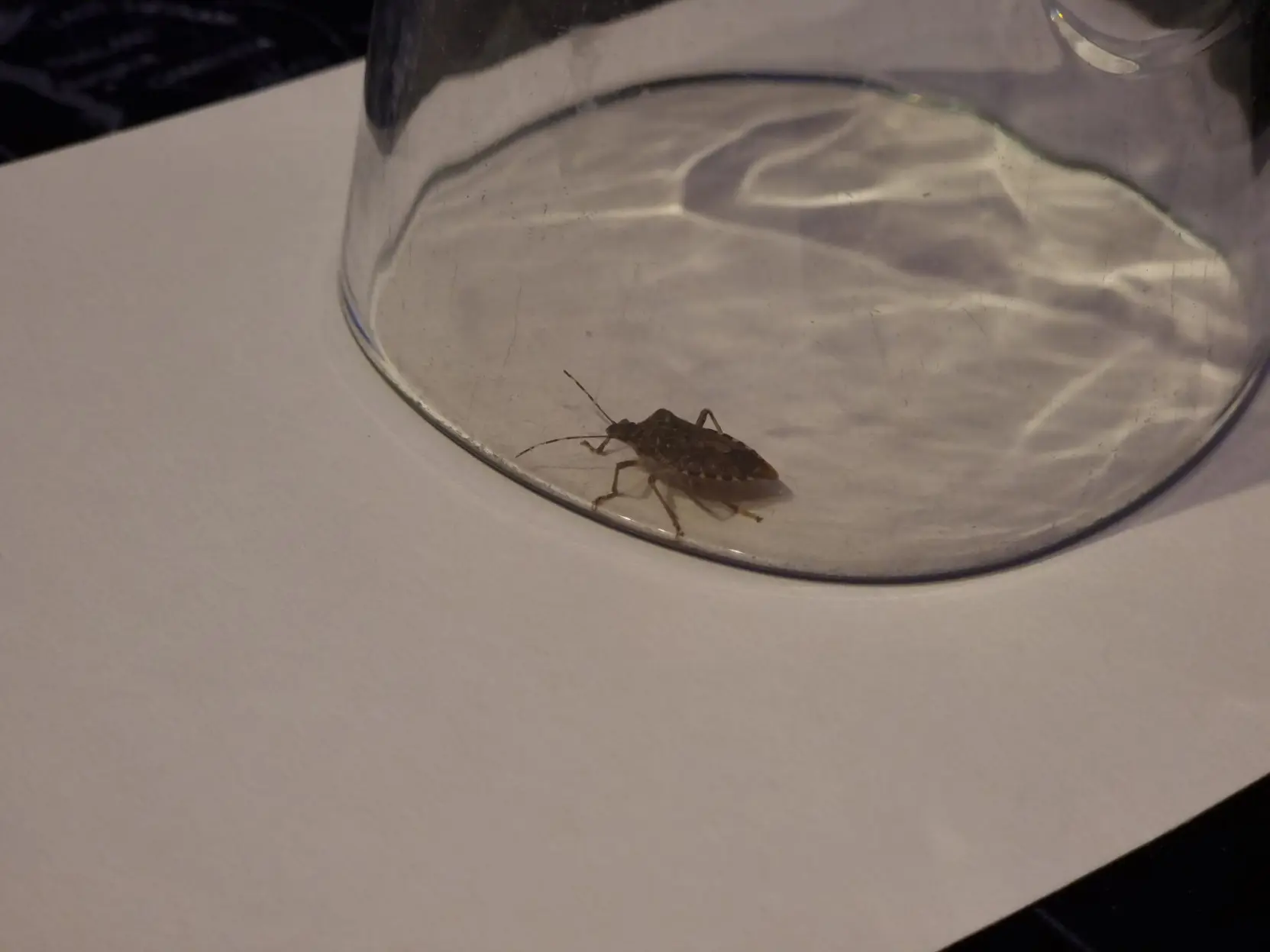 Photo of a brown stink bug contained in a glass.