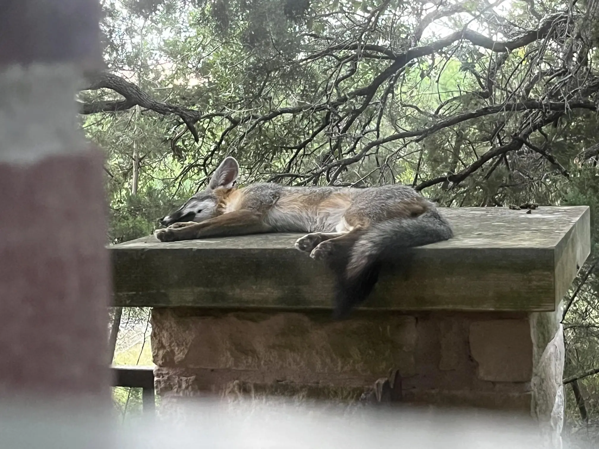 A grey fox sleeping on a stone slab.