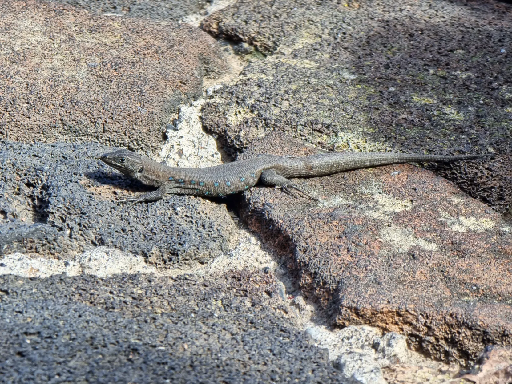 A small lizard on some rocks.