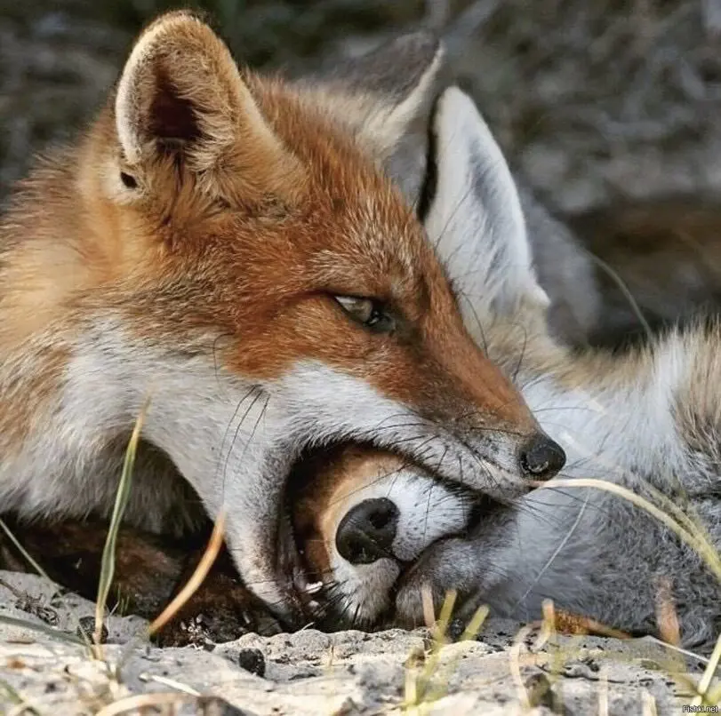 Photo of a red fox nomming another red fox's snout.