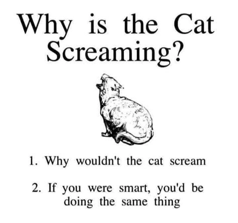 Why is the cat screaming?

[illustration of a screaming cat]

1. Why wouldn't the cat scream
2. If you were smart, you'd be doing the same thing