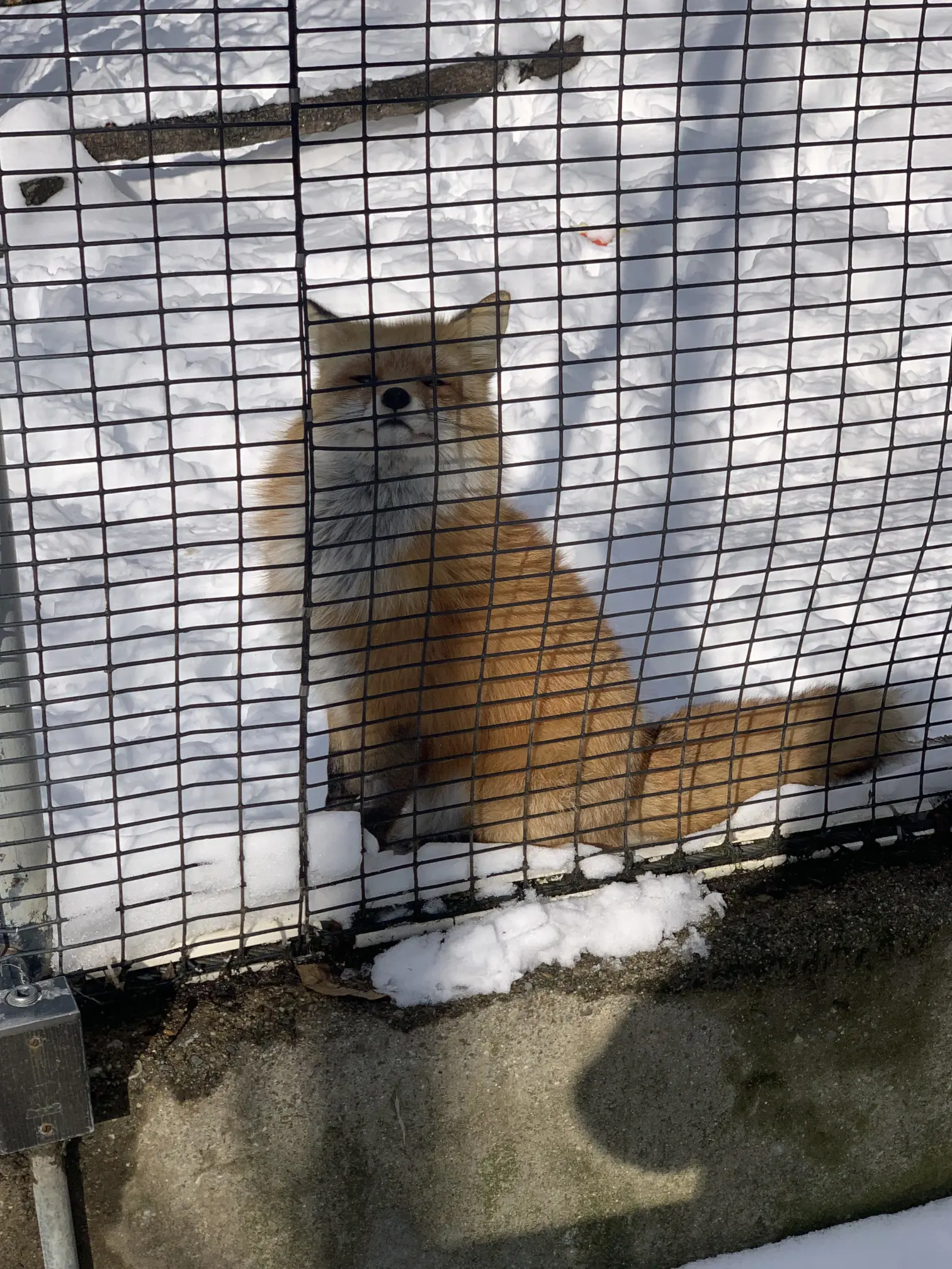 Red fox sitting behind a fence, looking at the viewer with a smug expression.