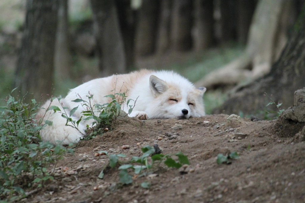 A marble fox lying on the ground in a forest. Its eyes are closed.