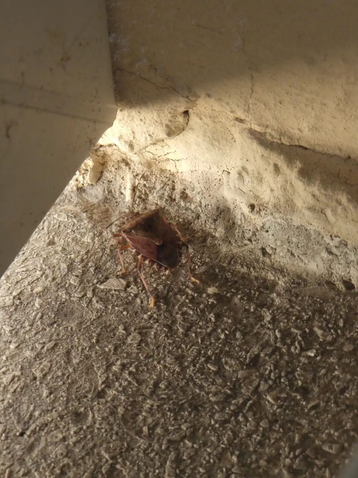 A brown stink bug.