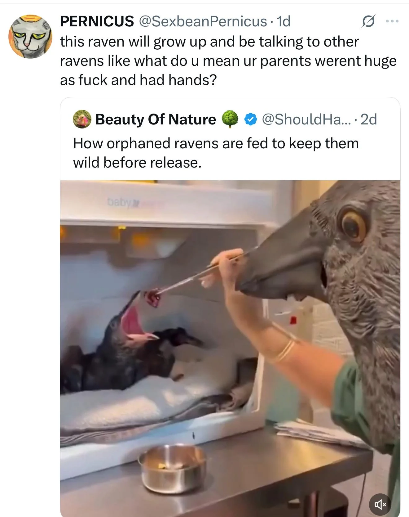 A Twitter post by Beauty Of Nature:
"How orphaned ravens are fed to keep them wild before release."
Attached is a photograph of someone feeding a raven chick while wearing a raven head.

Another user, PERNICUS, quoted this post, adding:
"this raven will grow up and be talking to other ravens like what do u mean ur parents werent huge as fuck and had hands?"