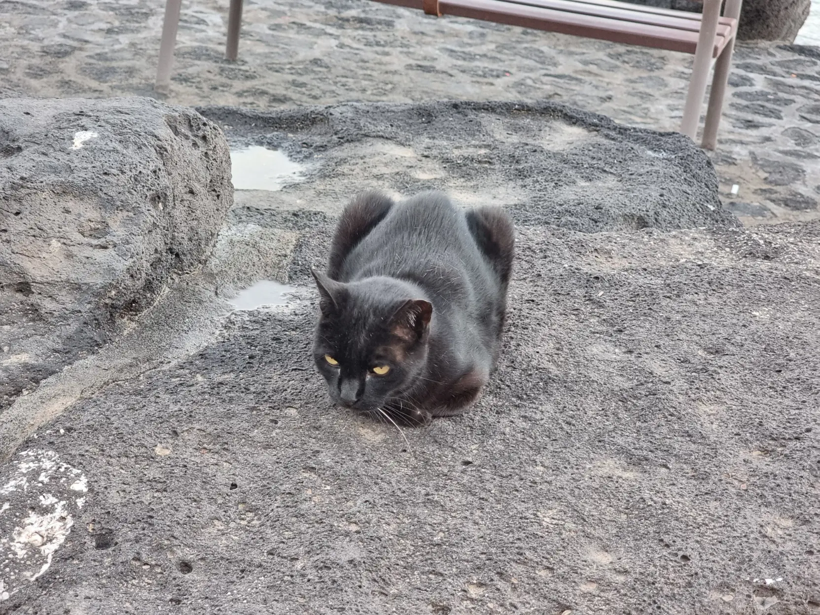 A black cat loafing on a rock.