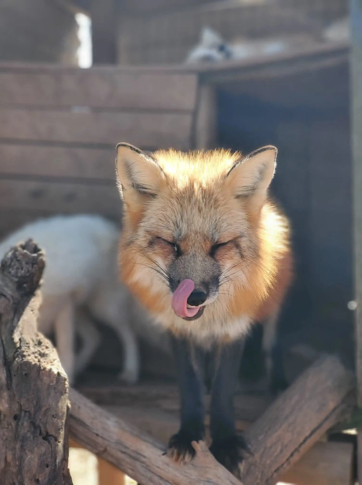 Red fox licking its nose. It's standing on some logs with its eyes closed. There's another white fox in the background.