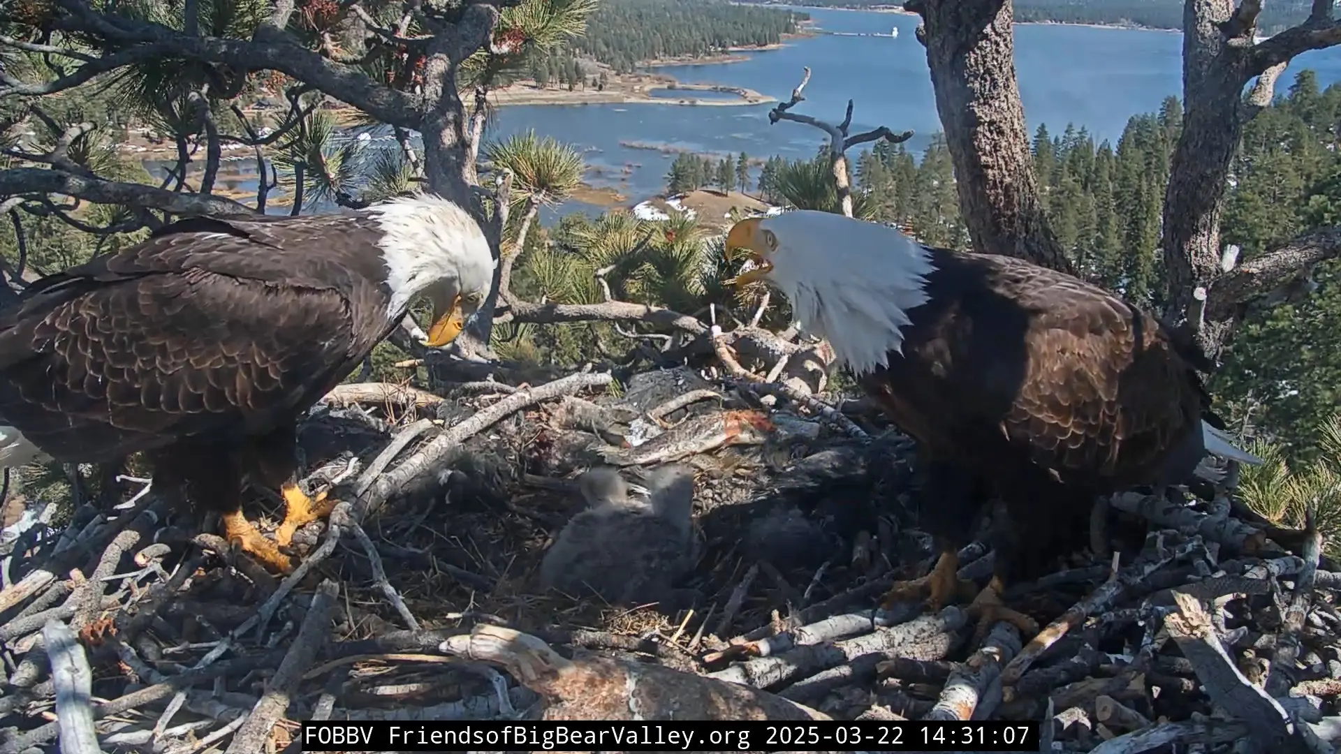 2 bald eagles and their 2 eaglets in their nest. One eagle is making noises, the other is looking down at the eaglets.