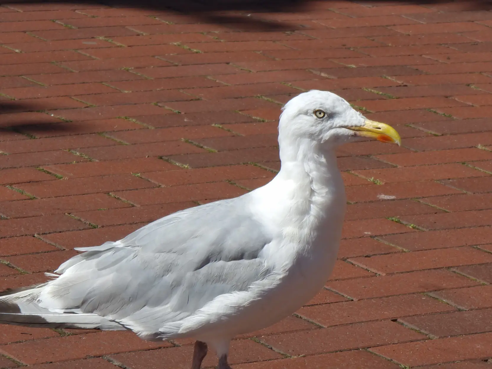 Close-up shot of a seagull walking on a red brick ground.