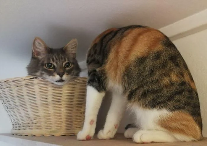 Photo of two cats. One cat is sitting in a small basket, with only the head being visible. The other cat is standing next to the basked, turned around to clean itself so you don't see its head. It looks like there's only one cat whose head is detached from the body.