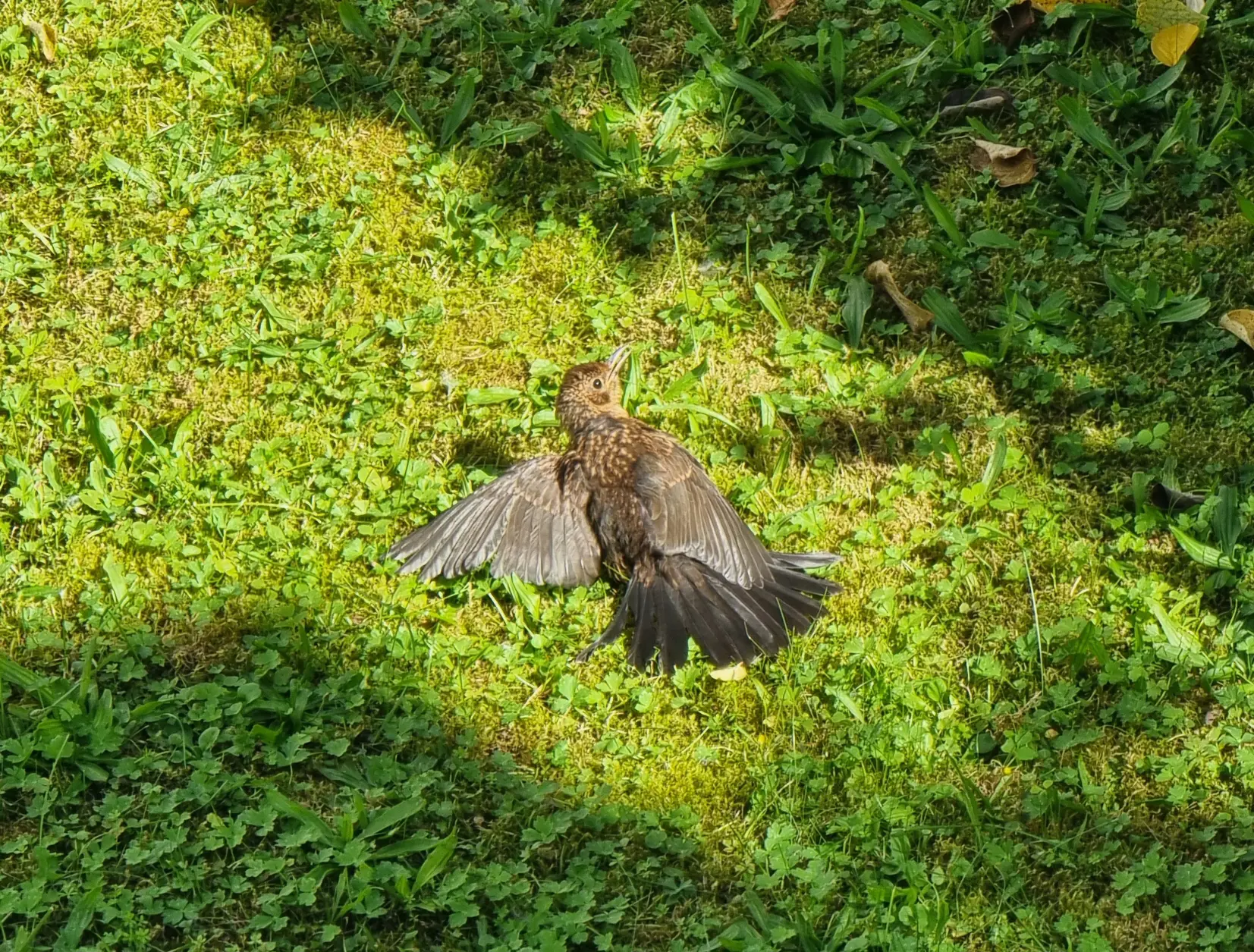 A bird lying in the grass on its side, looking quite awkward.