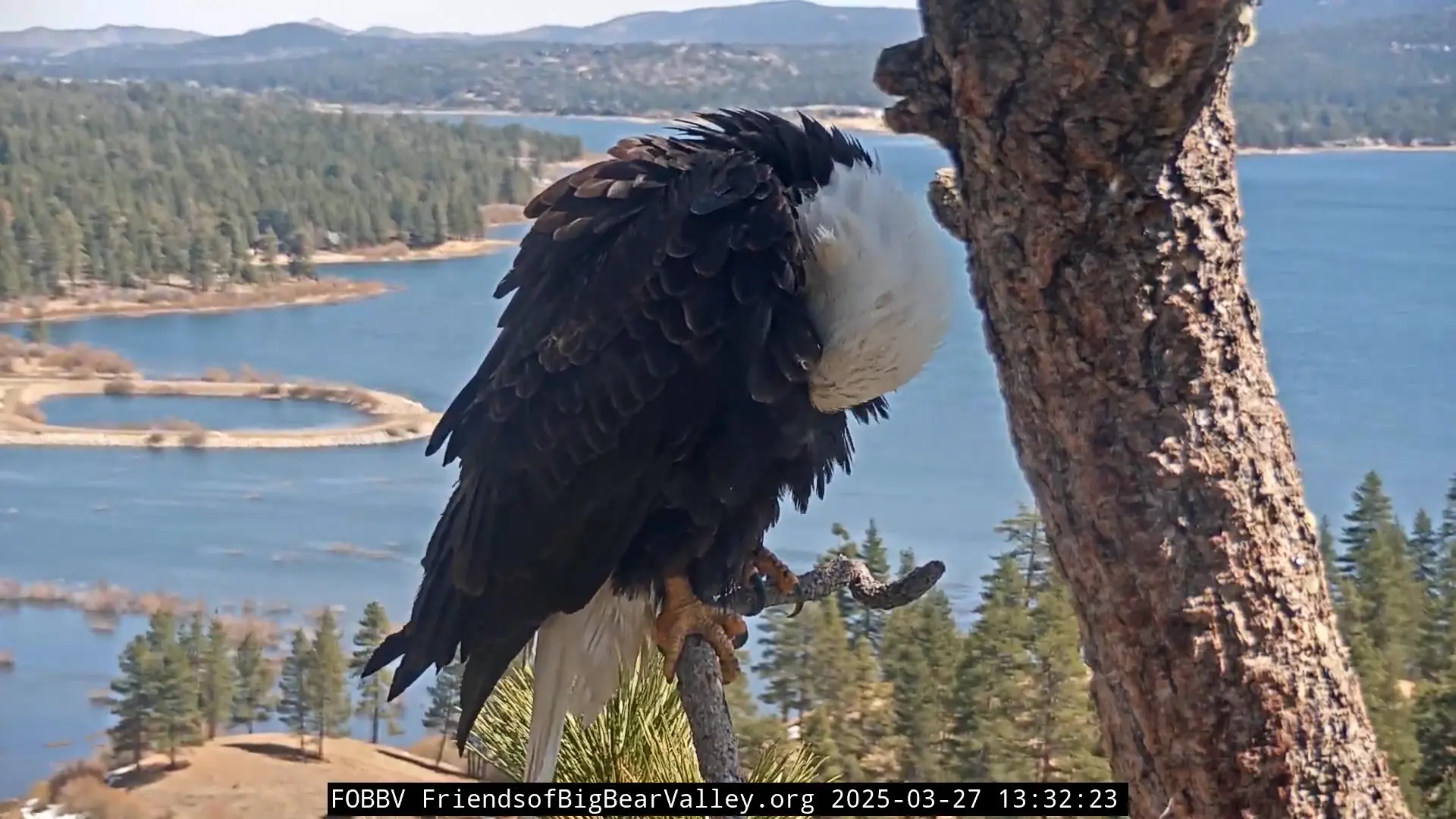 Screenshot of a bird nest webcam showing a bald eagle standing on a branch and preening itself.
