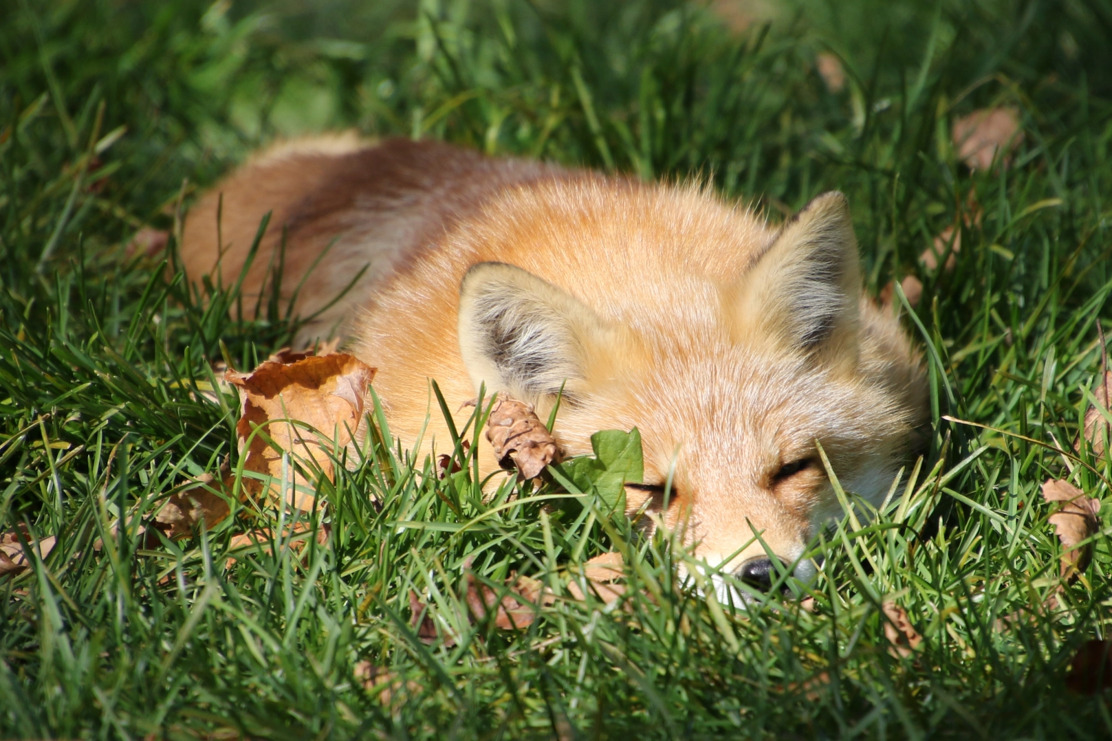 A red fox snoozing in the grass, lying very flat on its stomach.