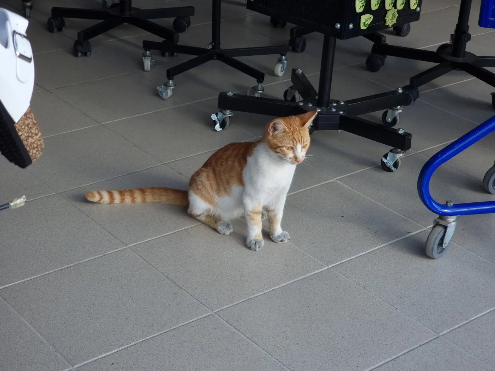 Orange and white tabby cat sitting on some shop's floor. It's paws are grey, which I've never seen before.