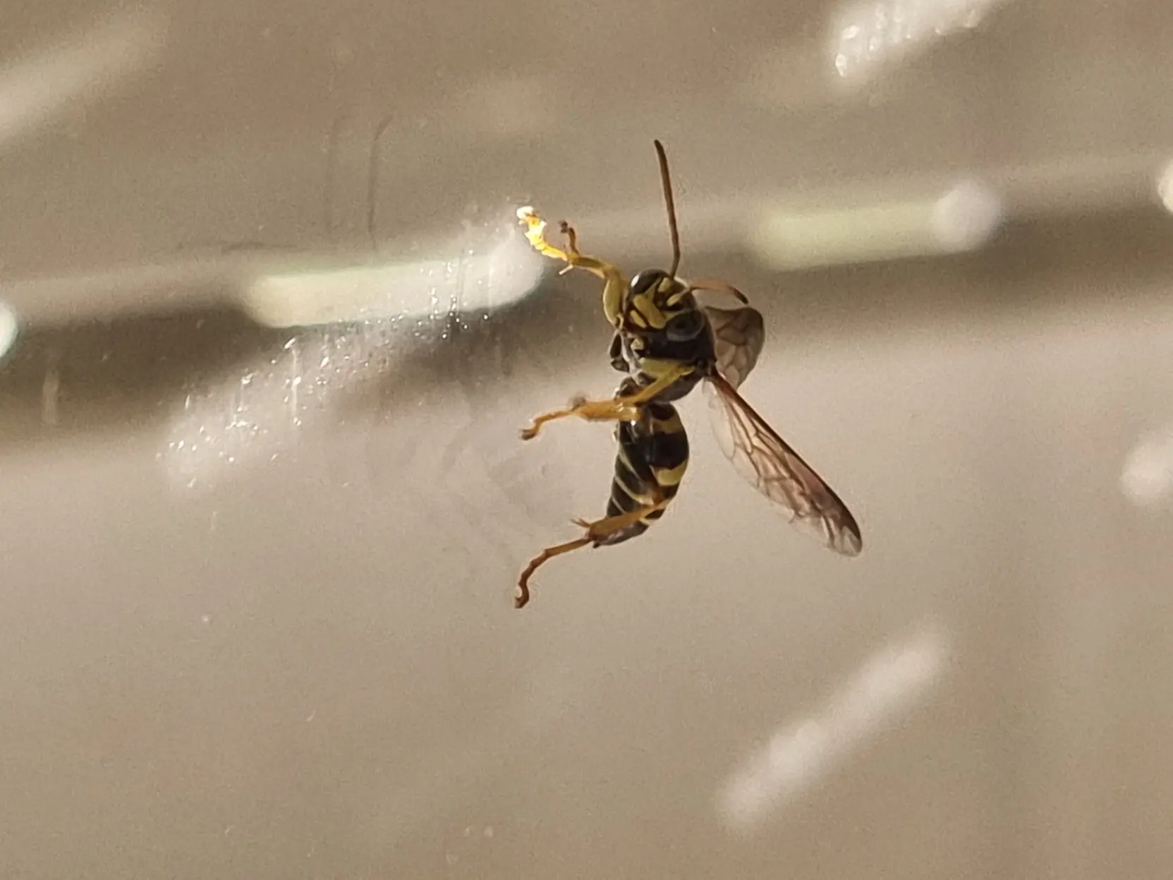 Photo of a paper wasp on a window