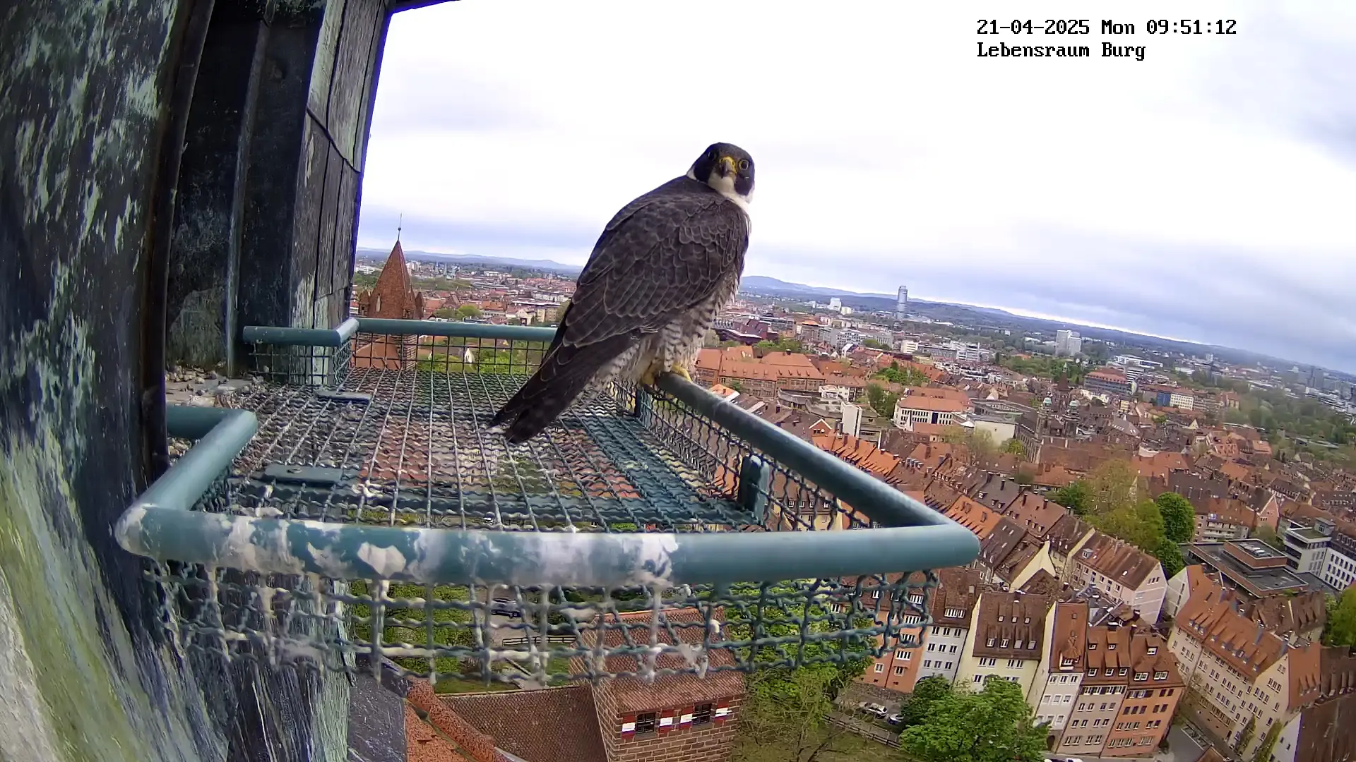 Webcam footage showing a peregrine falcon perching on a gutter in front of its nest. Its body is pointed to the right, but its head is turned right at the camera.