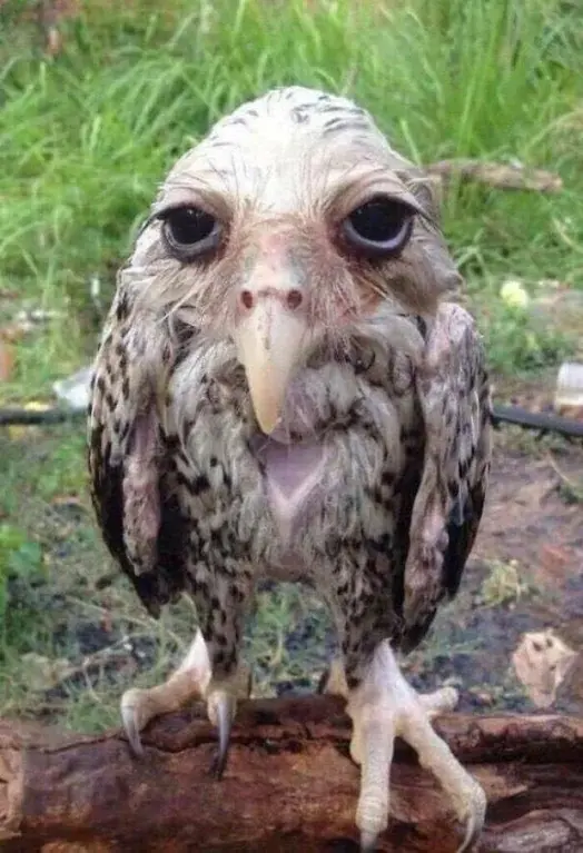 A wet owl, looking incredibly sad and tired.