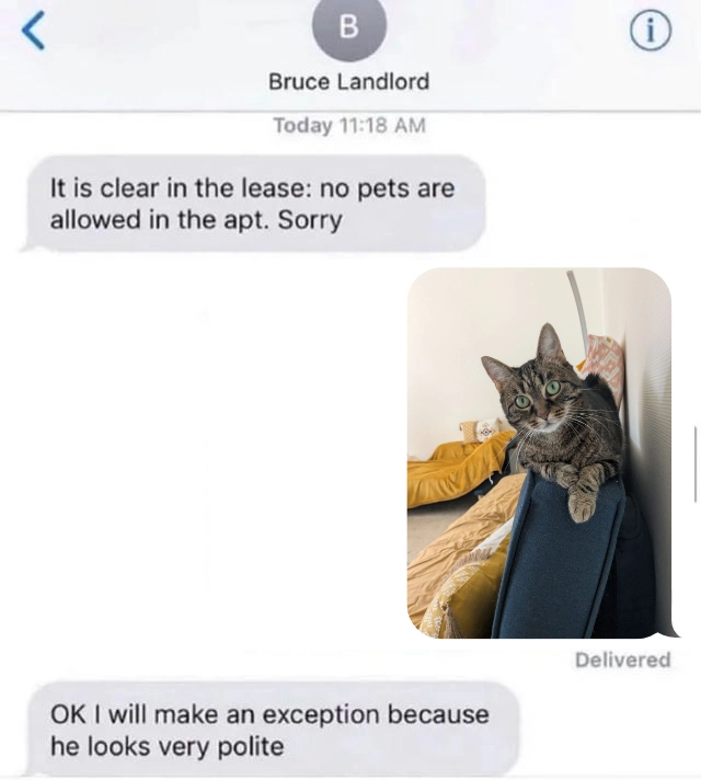 Messaging history with a landlord.
Landlord: "It is clear in the lease: no pets are allowed in the apt. Sorry"
Person: Responds with the photo attached to the post I'm replying to, showing a tabby cat loafing on a sofa's backrest.
Landlord: "OK I will make an exception because he looks very polite"